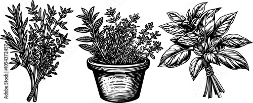 Vintage vector set of herbs including basil, rosemary, parsley, and thyme. Hand drawn engraved illustration.