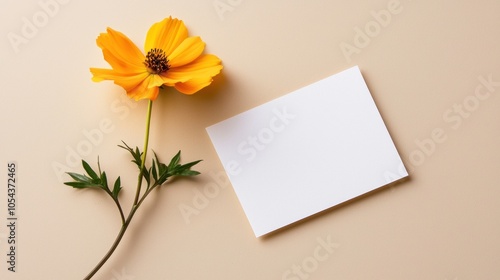 Yellow Cosmos Flower with a Blank White Card on Beige Background