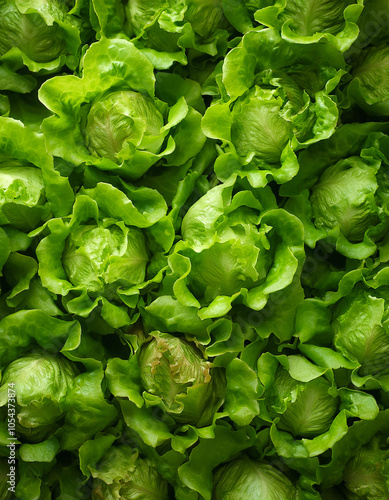 Lettuce Vegetables, Creative background design with food theme, focus on the pile of fresh Lettuce