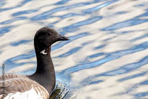 Canvas-taulu Brent Goose (Branta bernicla) in Flight – Commonly found in coastal regions, Bul
