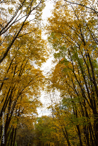 autumn forest, tall dreves with yellow foliage