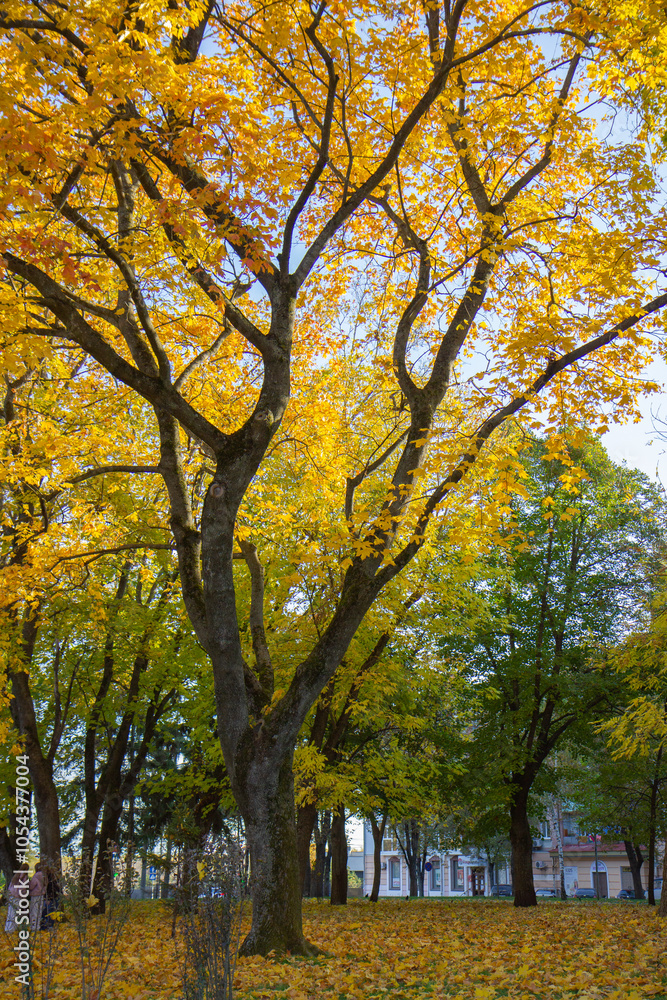 autumn forest, tall dreves with yellow foliage autumn forest, tall dreves with yellow foliage