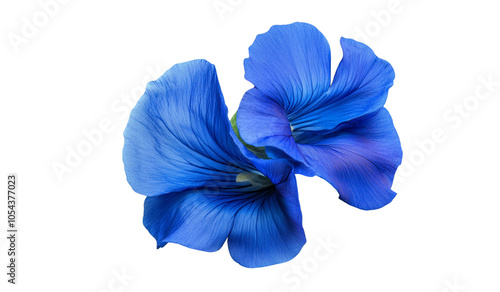 Fototapeta Naklejka Na Ścianę i Meble -  Butterfly pea blue flower, isolated