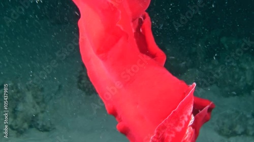 Witness the mesmerizing motion of a giant red nudibranch, the Spanish dancer, as it glides through the stunning underwater habitat of the Red Sea, showcasing its vivid colors and elegance. photo