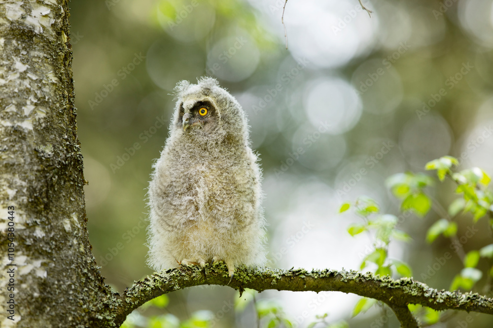 Fluffy long-eared baby owl (asio otus) sitting on the birch tree branch. Bird in nature habitat, Czech republic