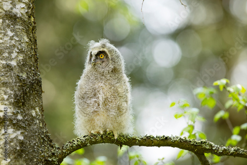 Obraz na płótnie Fluffy long-eared baby owl (asio otus) sitting on the birch tree branch. Bird in nature habitat, Czech republic w salonie