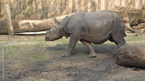 Young indian rhino walking in the natural park enclosure
