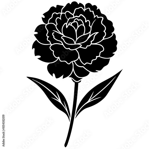 hand drawn carnation flower