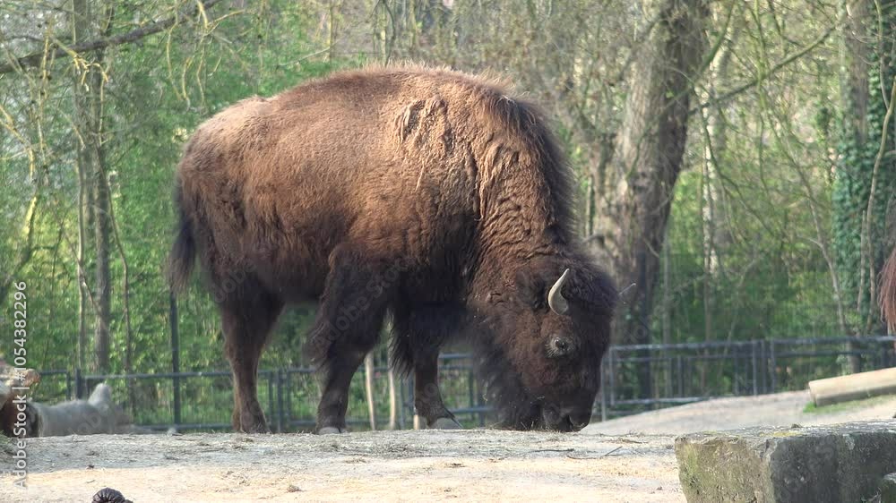 American bison grazing at the zoo American bison grazing at the zoo