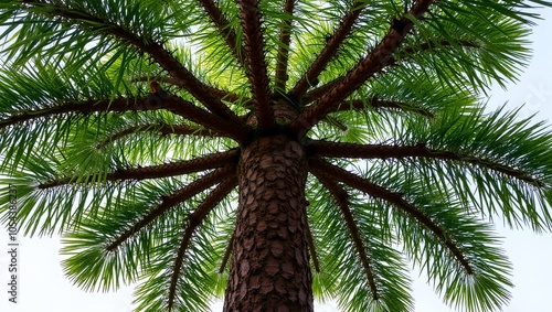 Exotic monkey puzzle tree with spiral sharp leaves and prickly canopy