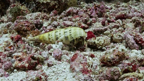 Yellow Hermit Crab on the Coral - Indonesia photo