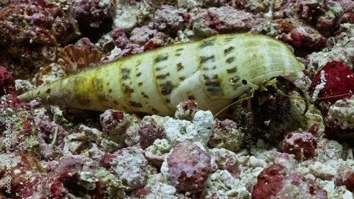 Yellow Hermit Crab on the Coral - Indonesia photo