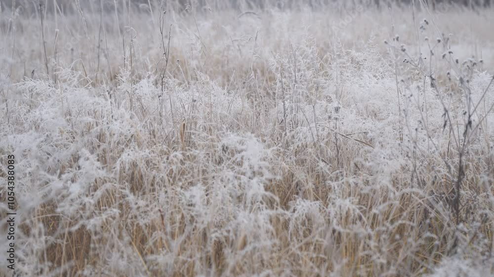 The winter background is dry frozen grass in the morning hoarfrost in cloudy weather. Winter silence. Selective focus. The winter background is dry frozen grass in the morning hoarfrost in cloudy weather. Winter silence. Selective focus.