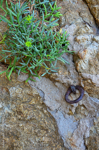 Succulent plant growing from rocks photo