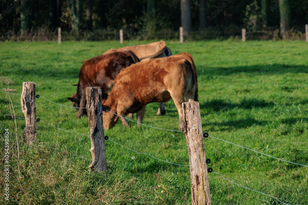 Obraz premium Herbstzeit im Münsterland