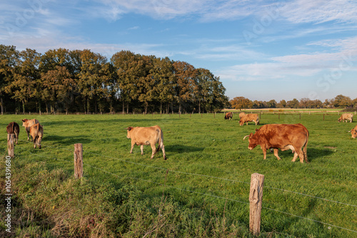 Herbstzeit im Münsterland photo