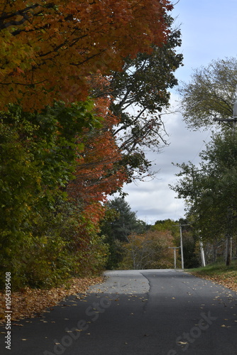 Autumn Tree Foliage New England Massachusetts