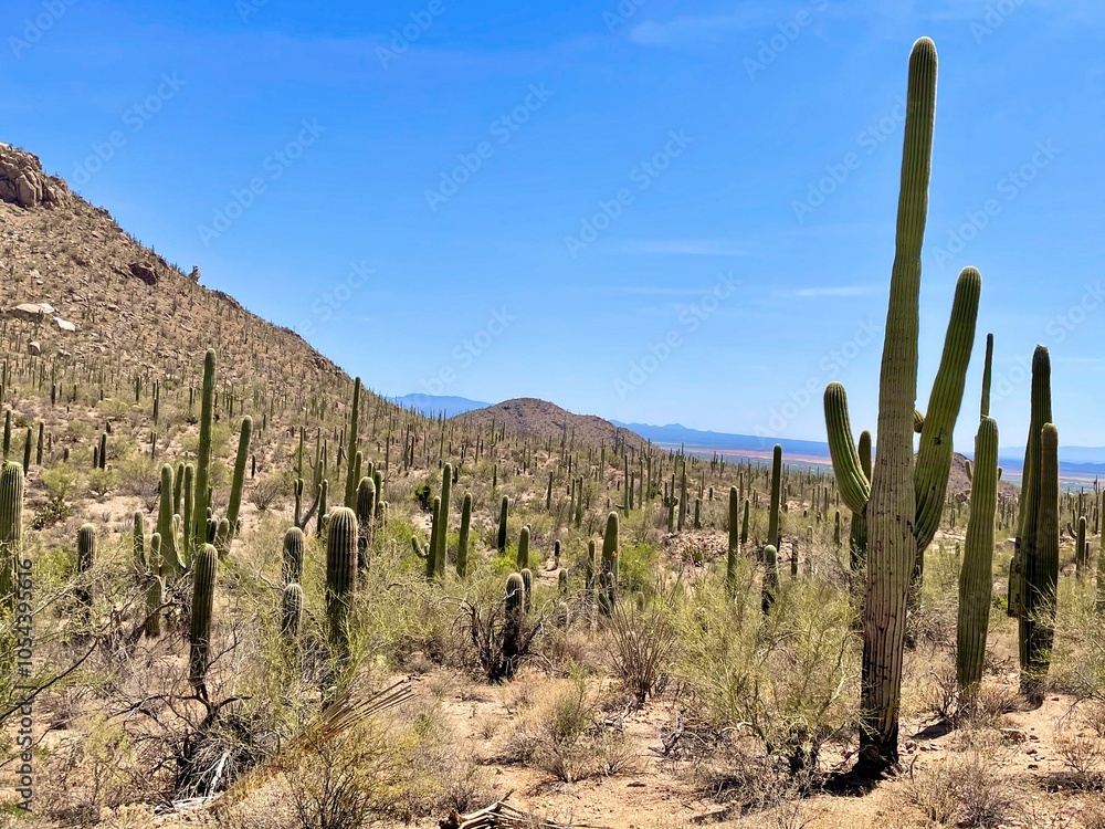 cactus in the desert