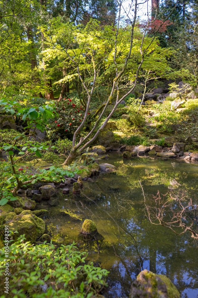 Tranquil Pond in a Serene Garden Setting, Japanese Tea Garden Tranquil Pond in a Serene Garden Setting, Japanese Tea Garden