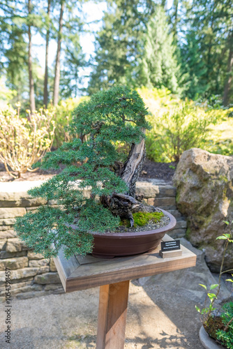 Mountain Hemlock Bonsai Tsuga Mertensiana with Moss in Garden Setting photo