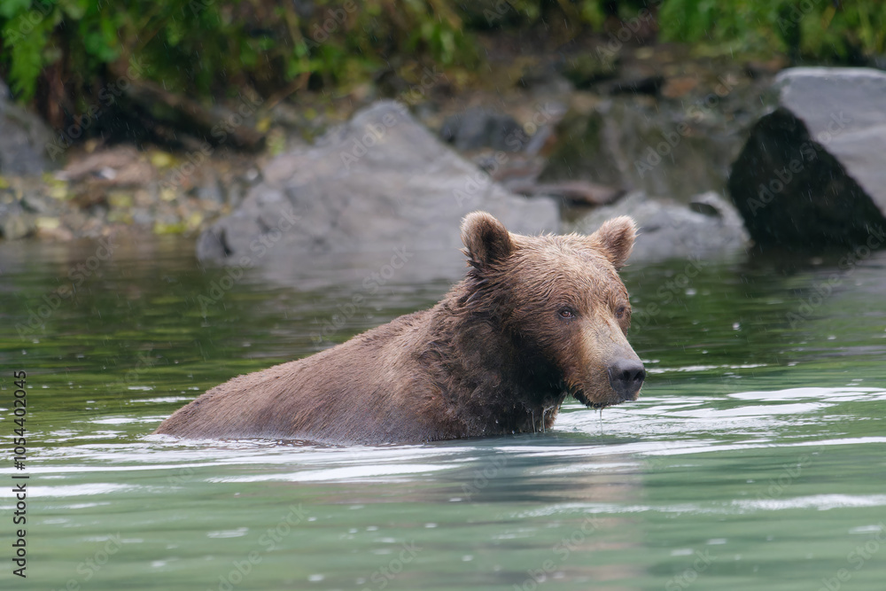 Alaskan Brown Bear (ursus arctos) swimming in Big River Lakes, Alaska, USA Alaskan Brown Bear (ursus arctos) swimming in Big River Lakes, Alaska, USA