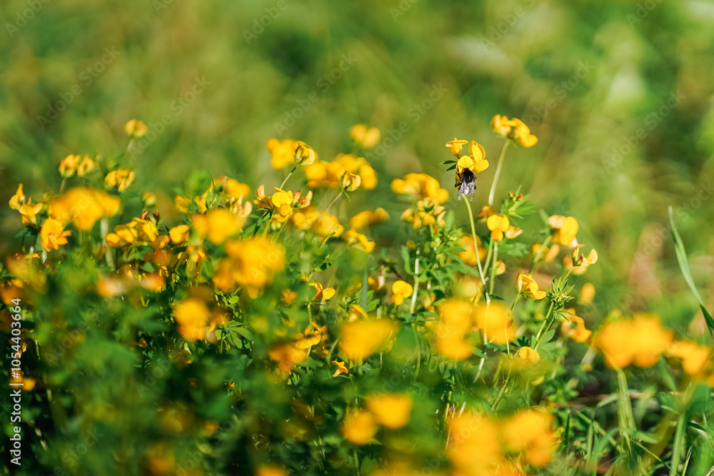 A beautiful natural background with undiscovered field dandelions, many small flowers. A beautiful natural background with undiscovered field dandelions, many small flowers.