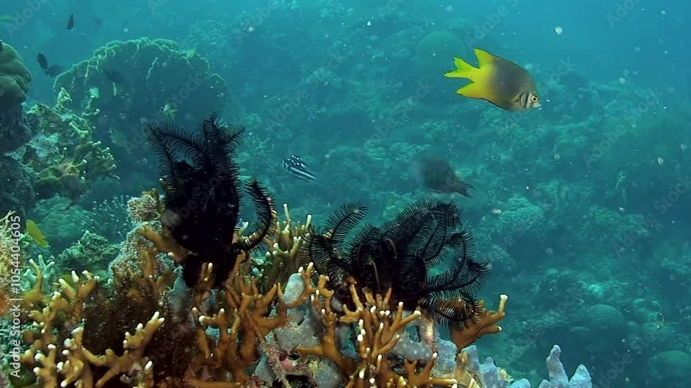Explore stunning underwater photograph featuring vibrant corals and ...
