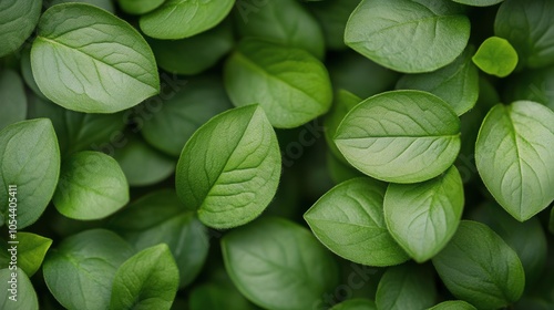 A vibrant collection of green leaves showcasing natures beauty and diversity in a close up view