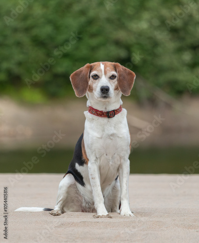 Fotografía Portrait of a beagle dog outdoors in summer.