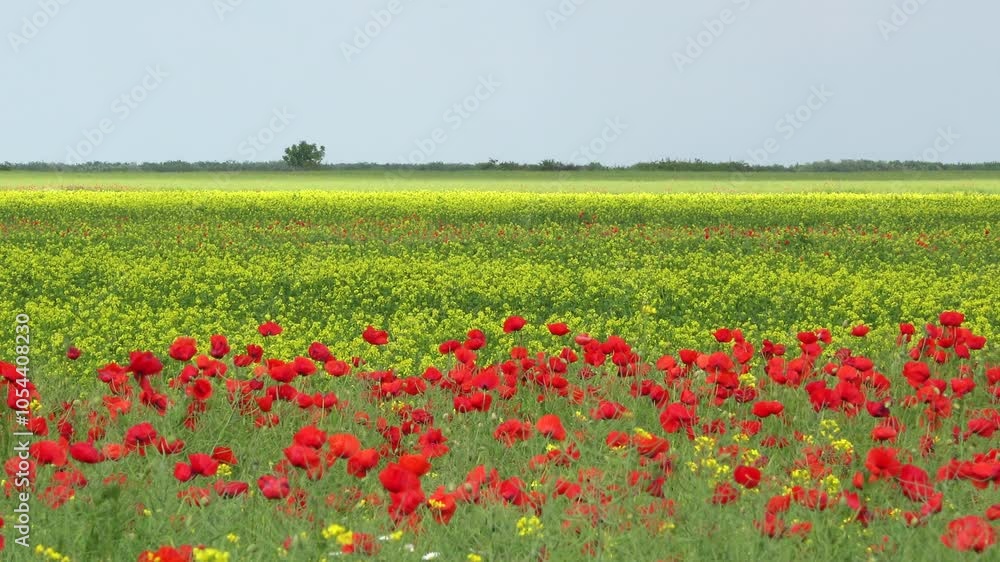 Splendid summer landscape of blossom colorful fields Splendid summer landscape of blossom colorful fields