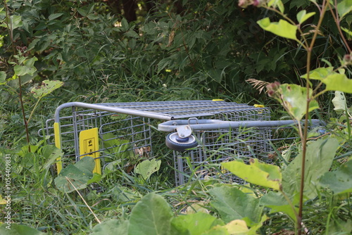 discarded shopping cart in dense overgrowth in summer