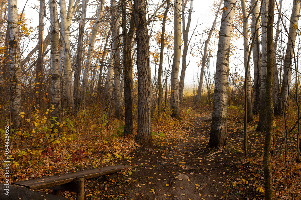 Obraz premium A walking trail trough a bright northern autumn colored forest with a transparent sky 