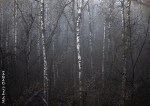 White colored northern aspen leafless trees in a spooky looking foggy forest 