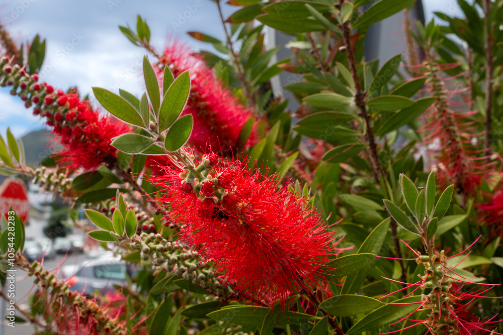 Blossom of Melaleuca in the nature, Madeira, Portugal Blossom of Melaleuca in the nature, Madeira, Portugal