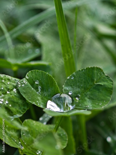 Macro photograph of water droplet on clover leaf after rain. Crystal clear dewdrop reflects light against vibrant green background. Perfect for environmental, wellness, and natural beauty content photo