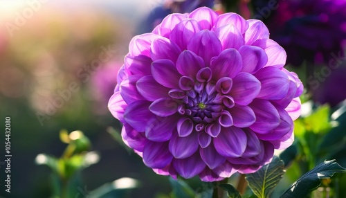 purple dahlia flower in the garden