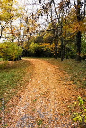 Autumn scenery in arboretum Tesarske Mlynany, Slovakia photo