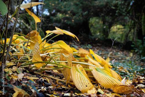 Autumn scenery in arboretum Tesarske Mlynany, Slovakia photo