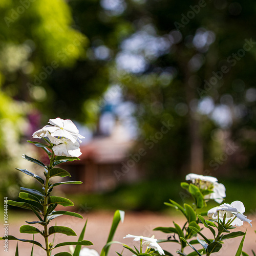 white flowers 