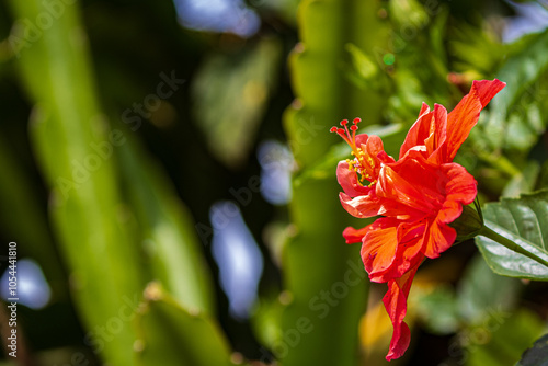 red and yellow flower