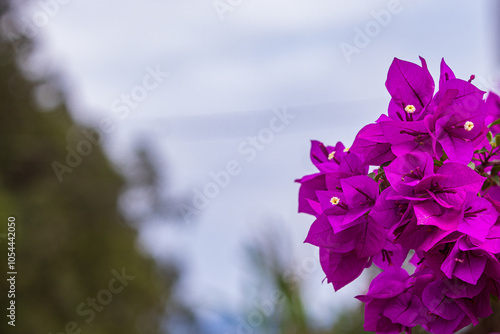 purple flower