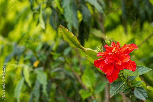 red hibiscus flower