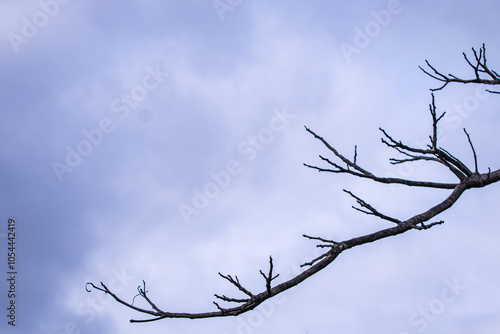 tree branches against blue sky