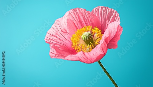 A vibrant pink poppy set against a blue background, symbolizing beauty and contrast.