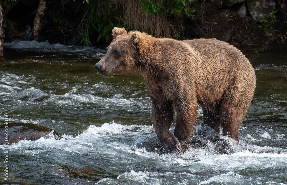 Brown Grizzly Bear Survey Stream for Salmon Brown Grizzly Bear Survey Stream for Salmon