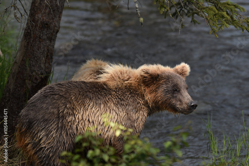 Young Grizzly On Shore at Brooks Falls Alaska photo