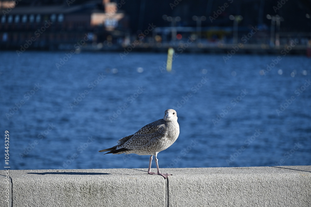 Obraz premium seagull on the pier