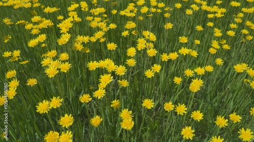 A clearing of bright yellow flowers in a green meadow. Wall Hawkweed or Hieracium murorum photo