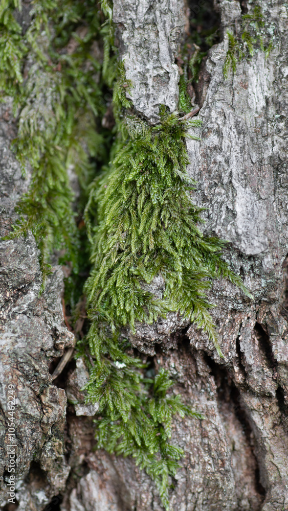 Moos Baumstamm Natur Wald Hintergrund Detail Nahaufnahme Moos Baumstamm Natur Wald Hintergrund Detail Nahaufnahme
