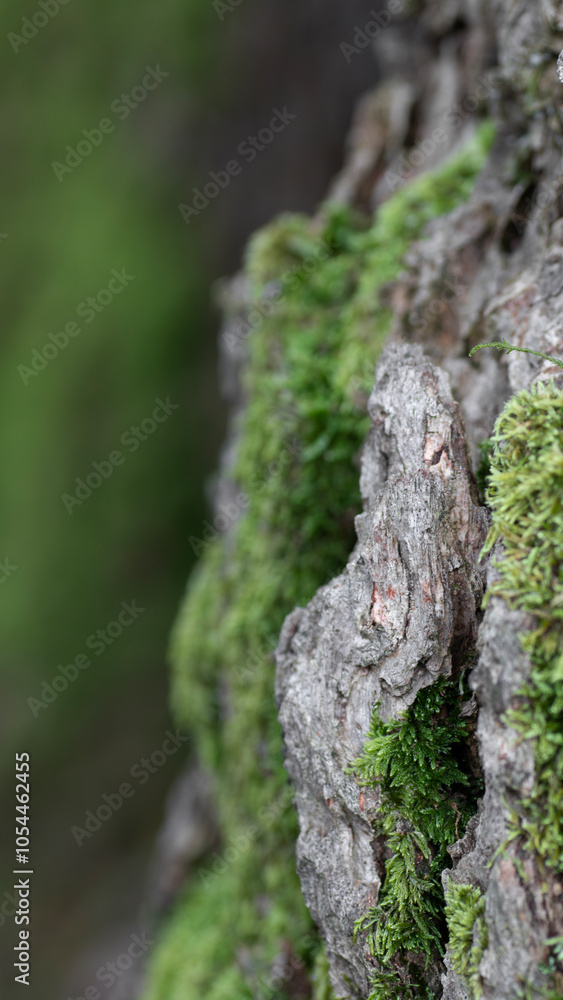 Moos Baumstamm Natur Wald Hintergrund Detail Nahaufnahme Moos Baumstamm Natur Wald Hintergrund Detail Nahaufnahme